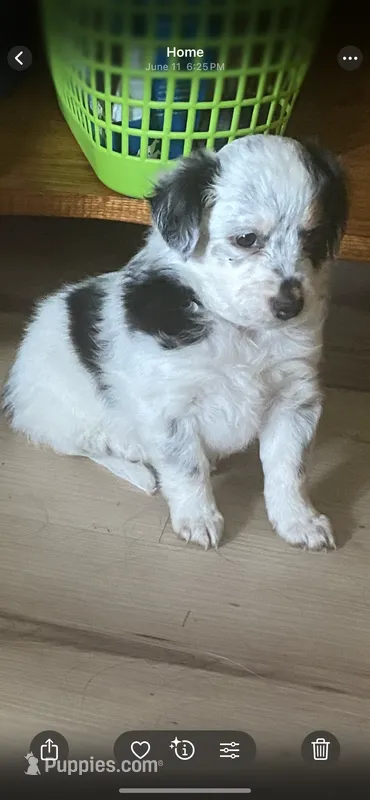 Avalee – French Brittany, Shetland Sheepdog puppy for sale in Wooster, OH