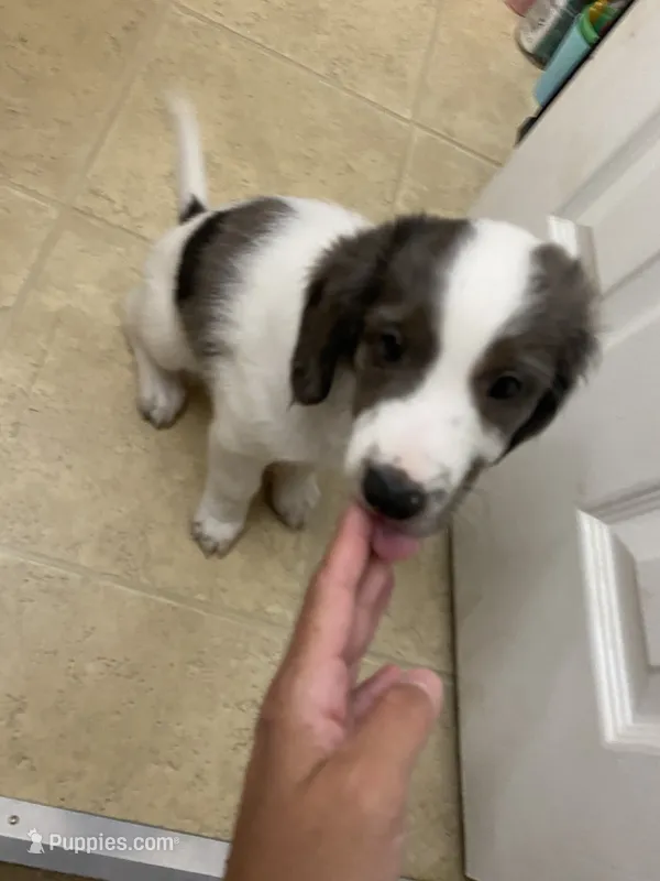 Ty – French Brittany, Shetland Sheepdog puppy for sale in Wooster, OH