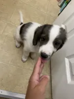 Ty, a male French Brittany and Shetland Sheepdog for sale in Wooster, OH – 1 of 2