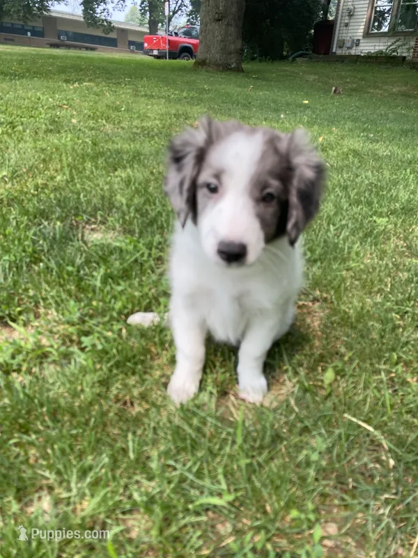 Cane – French Brittany, Shetland Sheepdog puppy for sale in Wooster, OH