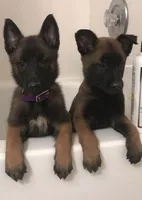 You choose, a female Belgian Malinois for sale in Minneapolis, MN – Photo 5 of 7