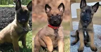 You choose, a female Belgian Malinois for sale in Minneapolis, MN – Photo 6 of 7