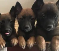 You choose, a female Belgian Malinois for sale in Minneapolis, MN – Photo 2 of 7