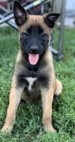 You choose, a female Belgian Malinois for sale in Minneapolis, MN – Photo 1 of 7