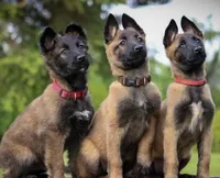 You choose, a female Belgian Malinois for sale in Minneapolis, MN – Photo 3 of 7