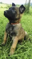 You choose, a female Belgian Malinois for sale in Minneapolis, MN – Photo 7 of 7