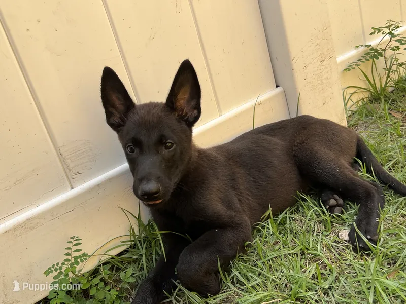 Bo – Belgian Malinois puppy for sale in Plant City, FL