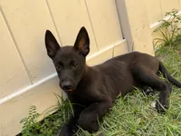 Bo, a male Belgian Malinois for sale in Plant City, FL – 1 of 3