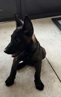 Scooby , a male Belgian Malinois for sale in Plant City, FL – 3 of 3