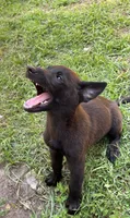 Bo, a male Belgian Malinois for sale in Plant City, FL – 2 of 3