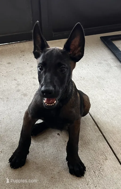 Scooby  – Belgian Malinois puppy for sale in Plant City, FL