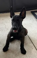 Scooby , a male Belgian Malinois for sale in Plant City, FL – 1 of 3