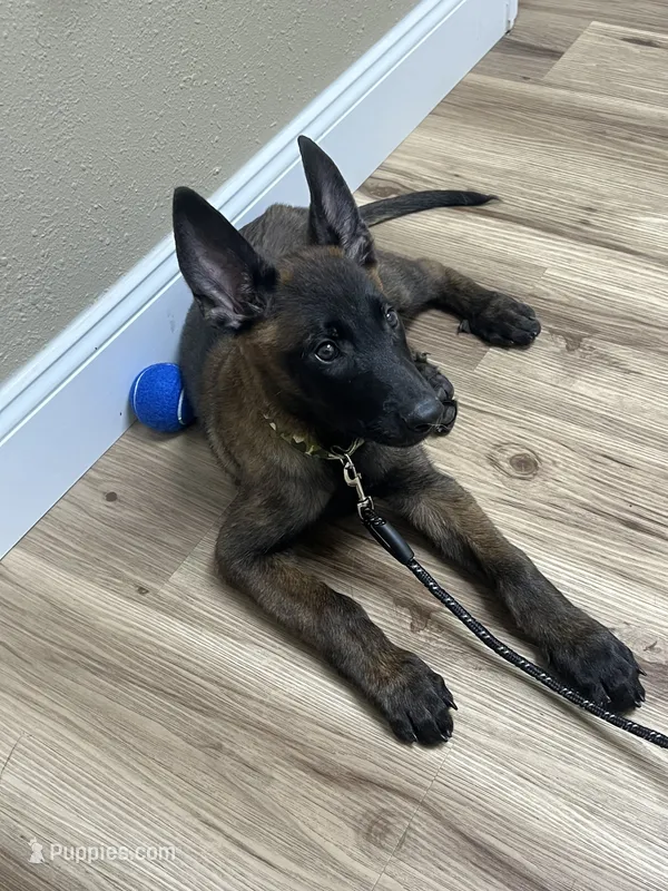 Bubba – Belgian Malinois puppy for sale in Plant City, FL