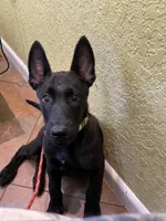 Jack , a male Belgian Malinois for sale in Plant City, FL – 2 of 2