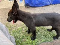 Bo, a male Belgian Malinois for sale in Plant City, FL – 3 of 3