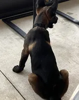 Scooby , a male Belgian Malinois for sale in Plant City, FL – 2 of 3