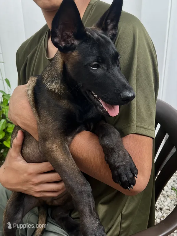 Scooby  – Belgian Malinois puppy for sale in Plant City, FL
