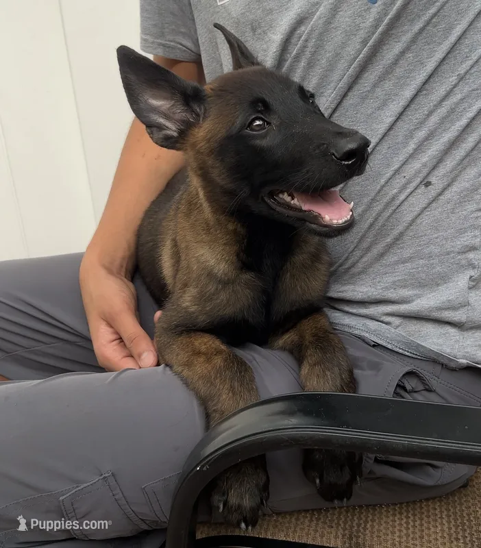 Bubba – Belgian Malinois puppy for sale in Plant City, FL