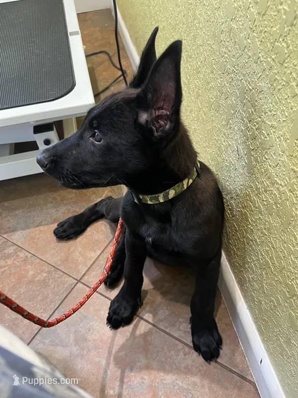 Jack  – Belgian Malinois puppy for sale in Plant City, FL
