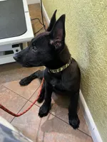 Jack , a male Belgian Malinois for sale in Plant City, FL – 1 of 2