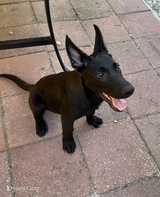 Jack  – Belgian Malinois puppy for sale in Plant City, FL