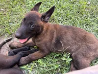 Bubba, a male Belgian Malinois for sale in Plant City, FL – 3 of 3