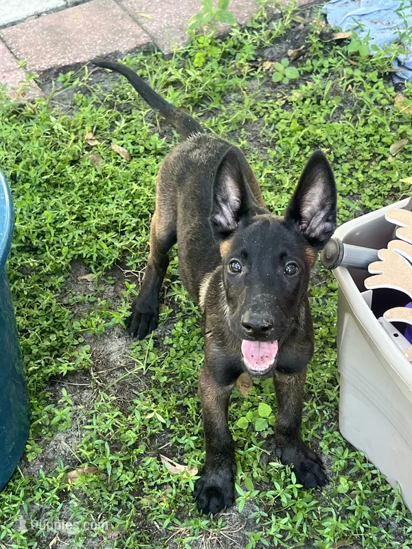 Scooby  – Belgian Malinois puppy for sale in Plant City, FL