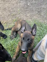 Bubba, a male Belgian Malinois for sale in Plant City, FL – 2 of 3