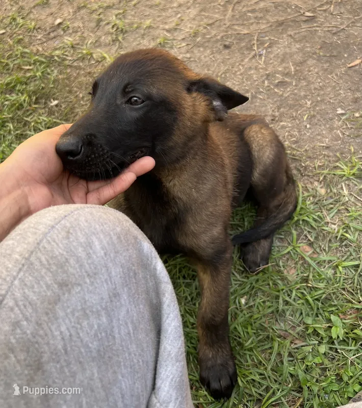 Bubba – Belgian Malinois puppy for sale in Plant City, FL