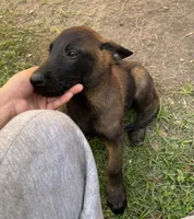 Bubba, a male Belgian Malinois for sale in Plant City, FL – 1 of 3