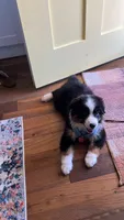 Rocky , a male Miniature American Shepherd for sale in Knoxville, TN – 2 of 5