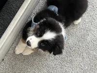 Rocky , a male Miniature American Shepherd for sale in Knoxville, TN – 4 of 5