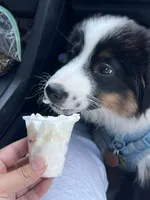 Rocky , a male Miniature American Shepherd for sale in Knoxville, TN – 1 of 5