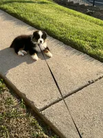 Rocky , a male Miniature American Shepherd for sale in Knoxville, TN – 5 of 5
