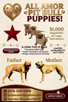 All Amor American Pit Bull, a male American Pit Bull Terrier for sale in El Cerrito, CA – 2 of 10