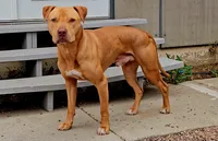 All Amor American Pit Bull, a male American Pit Bull Terrier for sale in El Cerrito, CA – 7 of 10