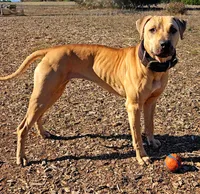 All Amor American Pit Bull, a male American Pit Bull Terrier for sale in El Cerrito, CA – 8 of 10
