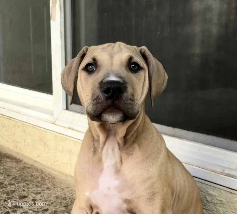 Pepe – American Pit Bull Terrier puppy for sale in El Cerrito, CA