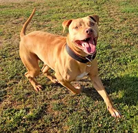 All Amor American Pit Bull, a male American Pit Bull Terrier for sale in El Cerrito, CA – 10 of 10