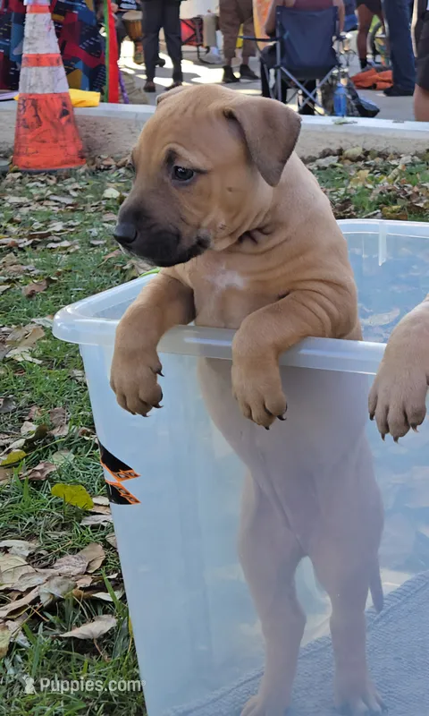 Vida – American Pit Bull Terrier puppy for sale in El Cerrito, CA