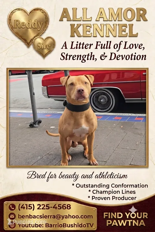 All Amor American Pit Bull – American Pit Bull Terrier puppy for sale in El Cerrito, CA