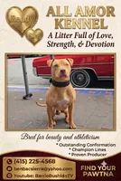 All Amor American Pit Bull, a male American Pit Bull Terrier for sale in El Cerrito, CA – 3 of 10