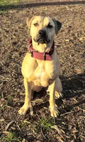 Pepe, a male American Pit Bull Terrier for sale in El Cerrito, CA – 9 of 9