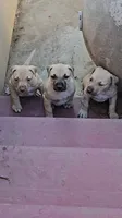 All Amor American Pit Bull, a male American Pit Bull Terrier for sale in El Cerrito, CA – 6 of 10