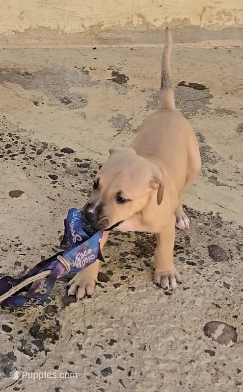 Pepe – American Pit Bull Terrier puppy for sale in El Cerrito, CA
