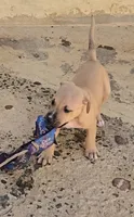 Pepe, a male American Pit Bull Terrier for sale in El Cerrito, CA – 1 of 9