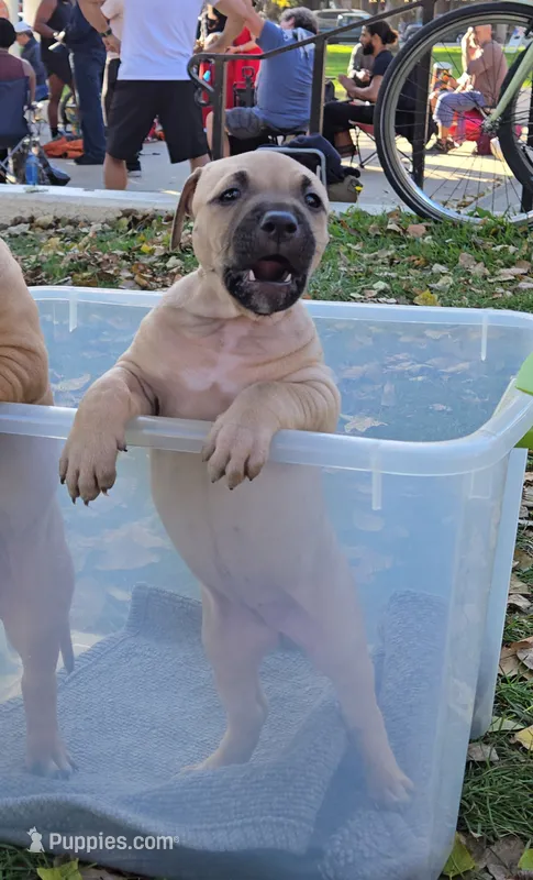 Bonita – American Pit Bull Terrier puppy for sale in El Cerrito, CA