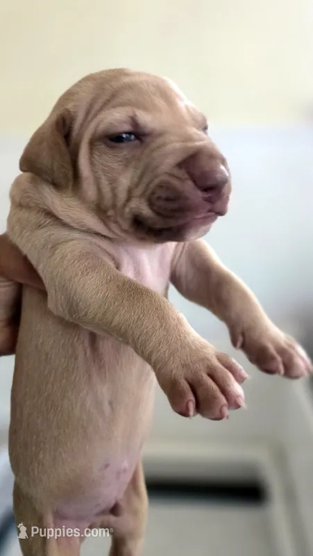 All Amor American Pit Bull – American Pit Bull Terrier puppy for sale in El Cerrito, CA