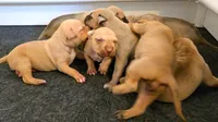 All Amor American Pit Bull, a male American Pit Bull Terrier for sale in El Cerrito, CA – 4 of 10