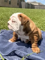 Chunky Monkey, a female English Bulldog for sale in Houston, TX – 3 of 10